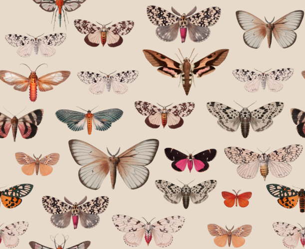Fototapeet Colorful Butterfly Light Beige