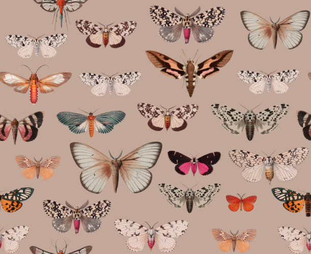 Fototapeet Colorful Butterfly Pink
