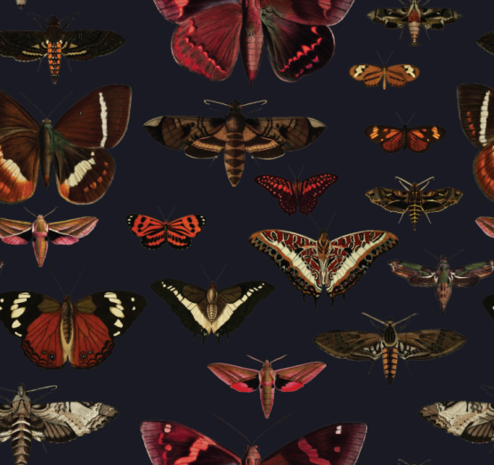 Fototapeet Navy Blue Butterflies