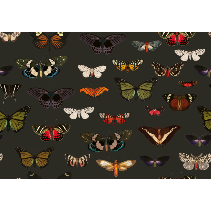 Fototapeet Colorful Butterfly Green