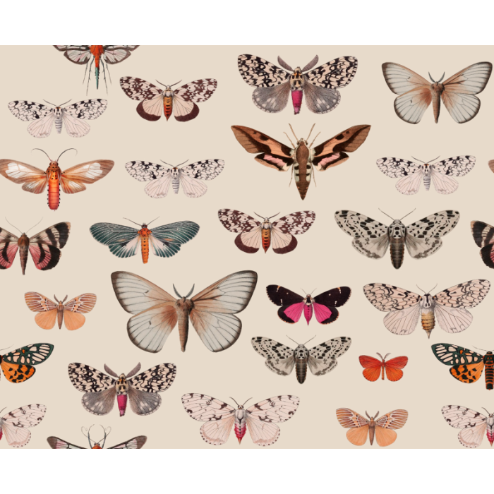 Fototapeet Colorful Butterfly Light Beige
