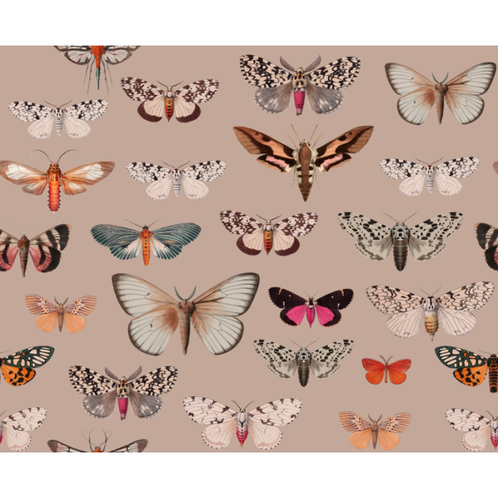 Fototapeet Colorful Butterfly Pink