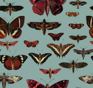 Fototapeet Butterflies Turquoise