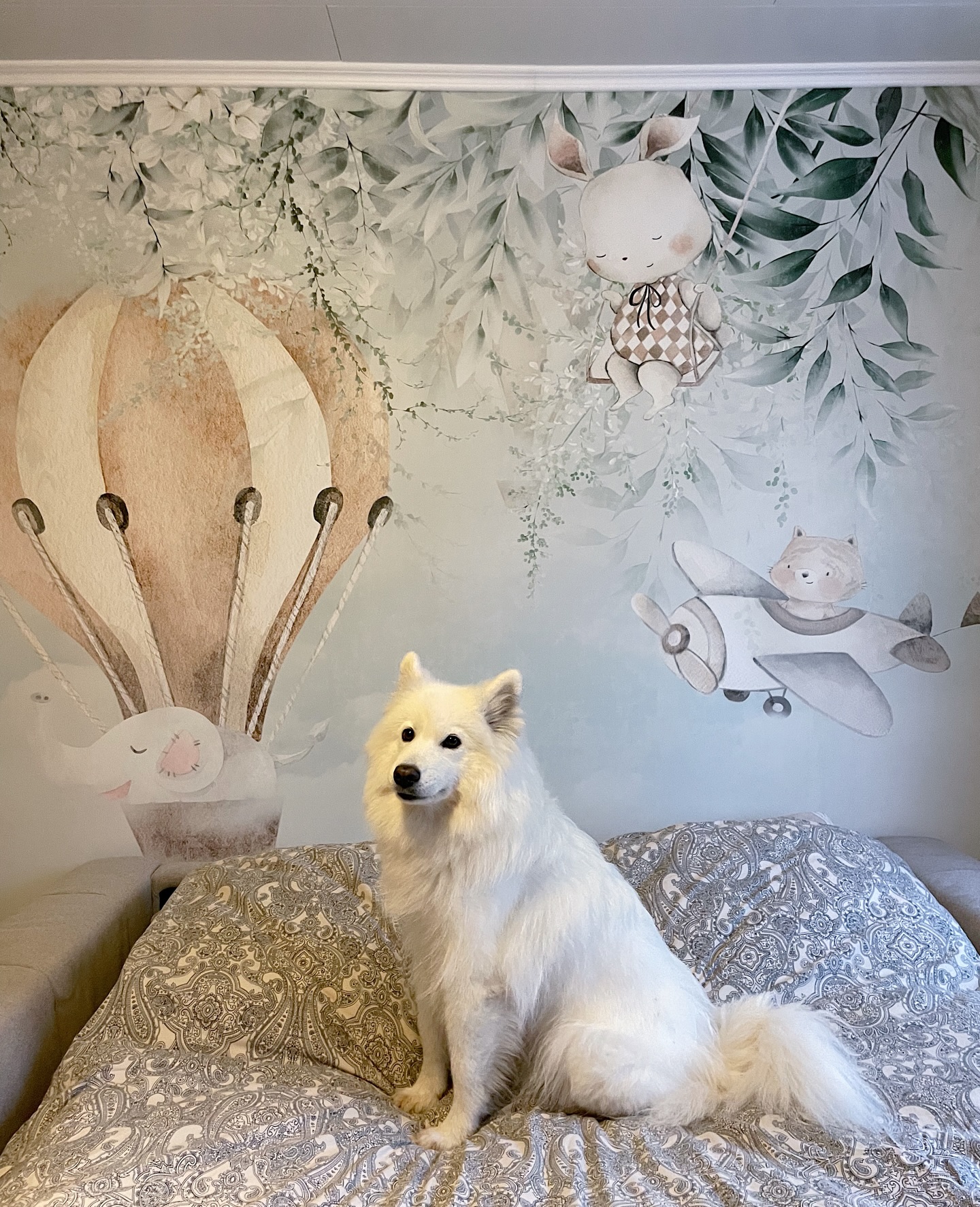 @samoyedpopi